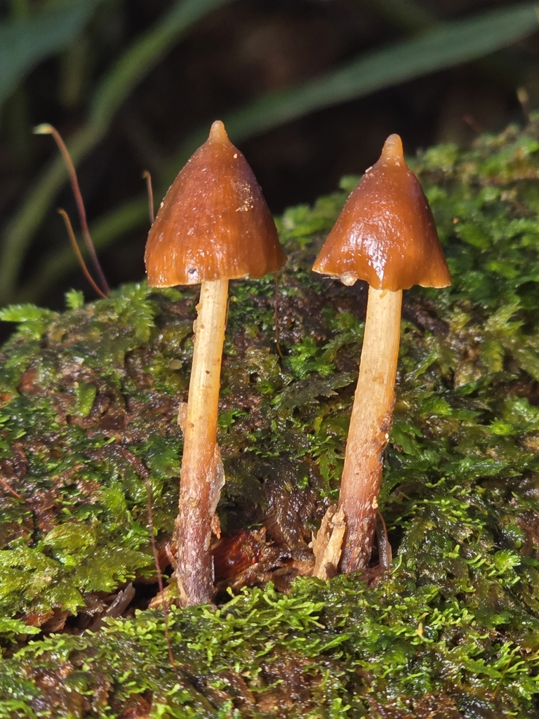 Psilocybe hoogshagenii · February 2025 · photo: © alan_rockefeller (iNaturalist, cc-by-sa)