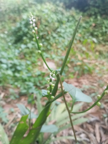 Malabar spinach