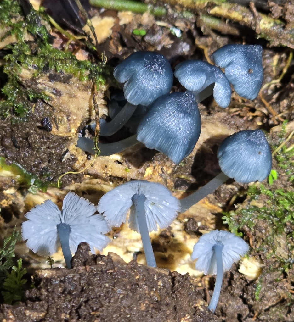 Clitocybula azurea · February 2025 · photo: © alan_rockefeller (iNaturalist, cc-by-sa)