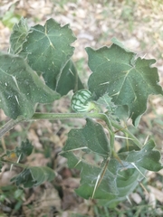 Solanum aculeatissimum