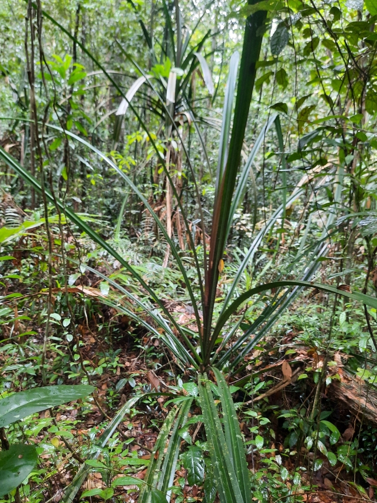 Pandanus houlletii