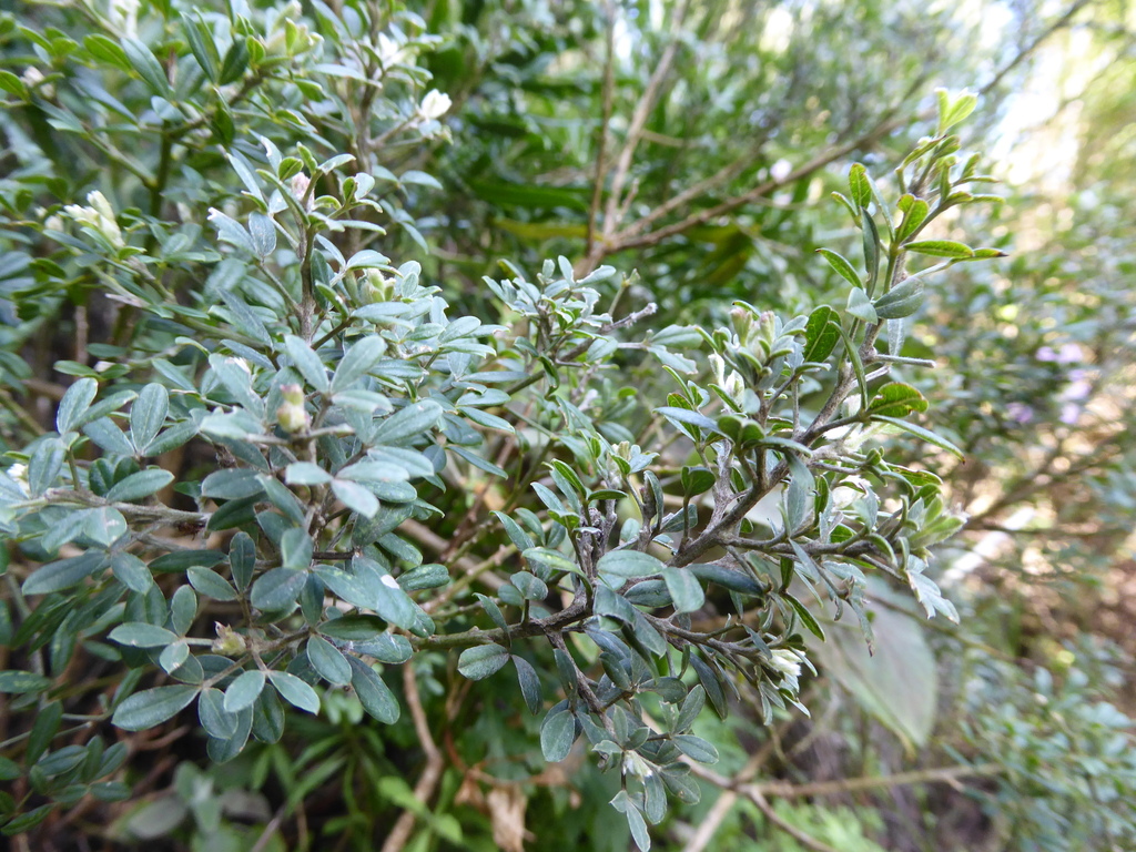 Genista maderensis; photograph (c) fmunoz, some rights reserved (CC BY)