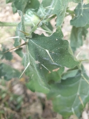 Solanum aculeatissimum