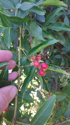 Paullinia elegans (Paullinia elegans)