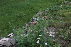 Chenopodium stramoniifolium (Chenopodium stramoniifolium)