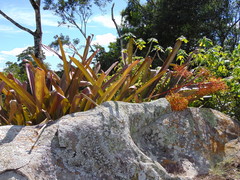 Aechmea leptantha