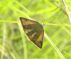Phytometra viridaria
