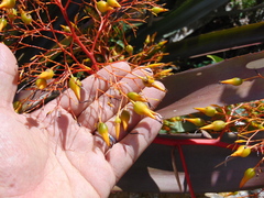 Aechmea leptantha
