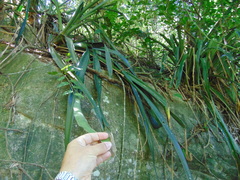 Hohenbergia