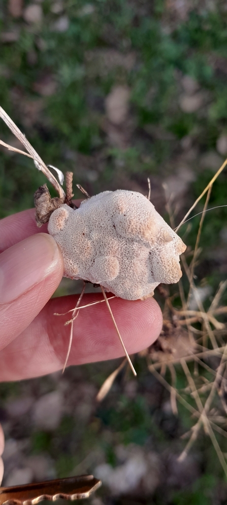Abortiporus biennis · February 2025 · photo: © rafaperazzolo (iNaturalist, cc-by)