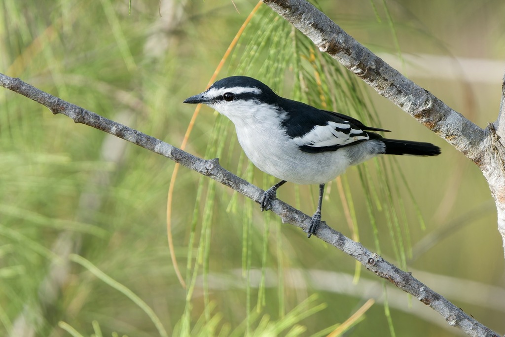Pied Triller photo