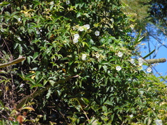 Distimake macrocalyx