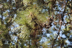 Pinus pringlei
