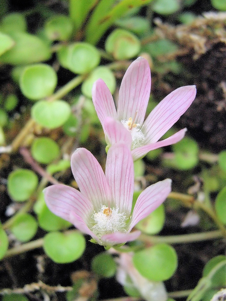 Bog Pimpernel