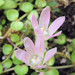 Bog Pimpernel - Photo (c) Colin Jacobs, some rights reserved (CC BY-NC-SA)