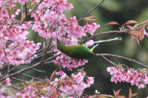 Orange-bellied Leafbird (Chloropsis hardwickii), photo 10