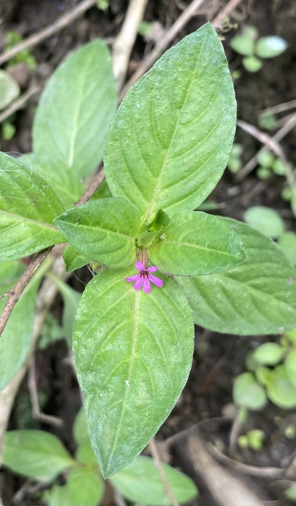 Colombian Waxweed (Cuphea carthagenensis)