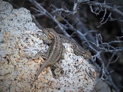 Sceloporus graciosus gracilis