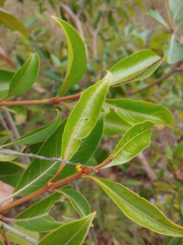 Maricao cimun (Byrsonima crassifolia)