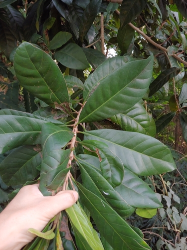 Foto de Abiu-caramelo