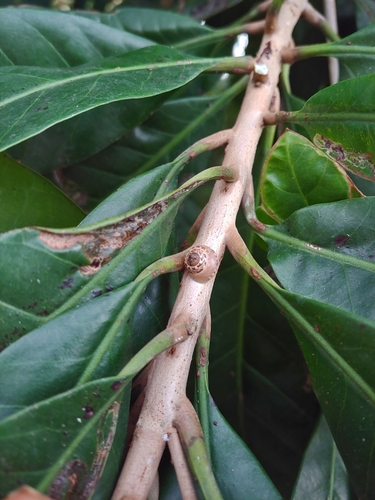Foto de Abiu-caramelo