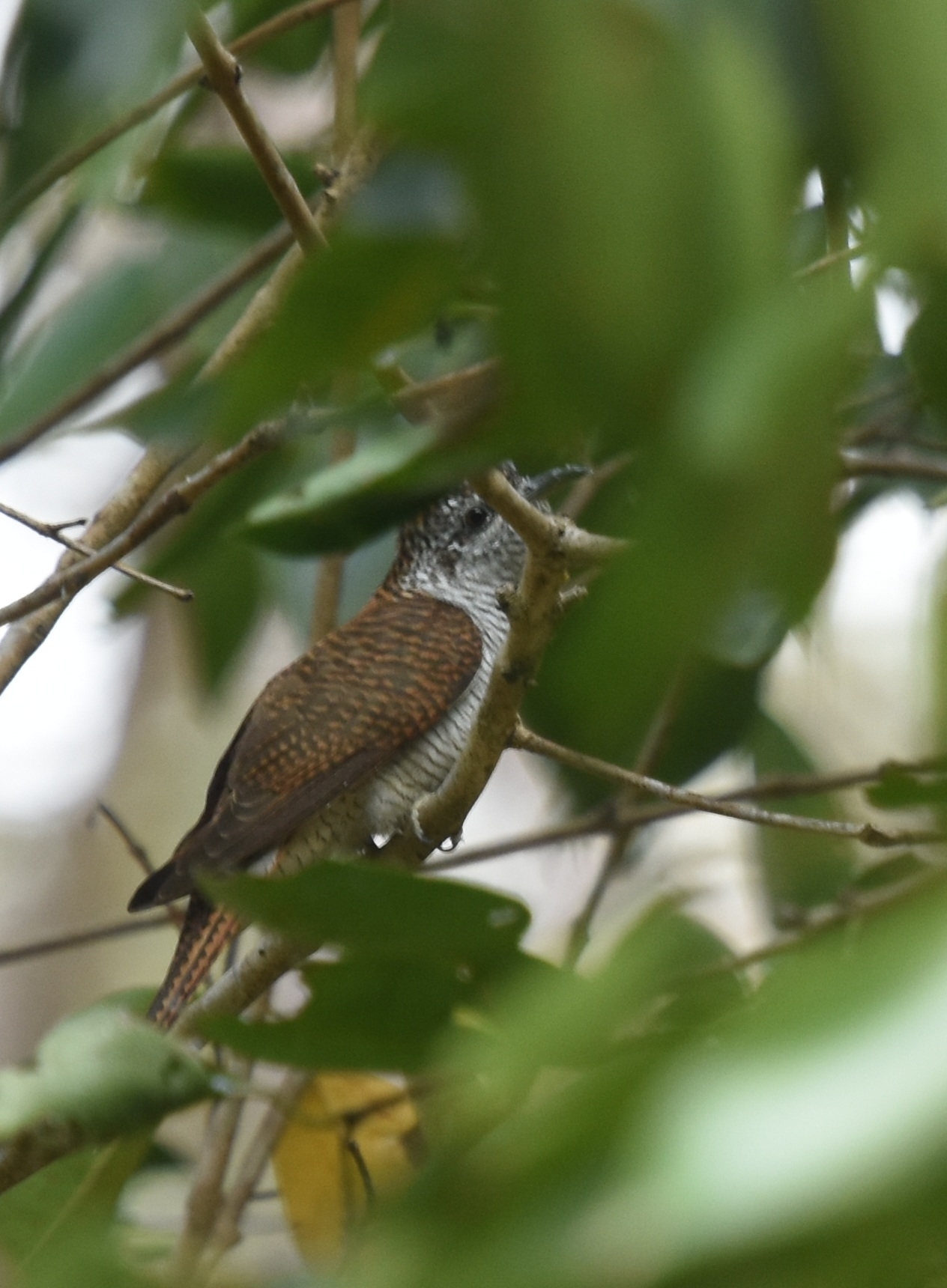 Banded Bay Cuckoo