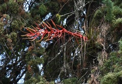 Tillandsia calothyrsus