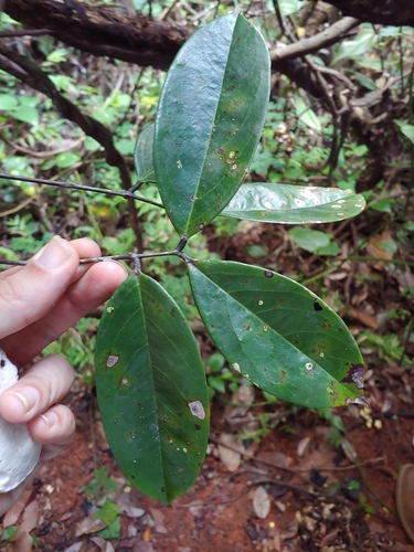Juan caliente (Rourea surinamensis)