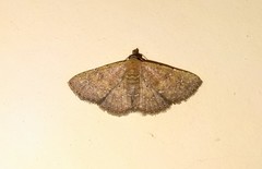 Cerynea punctilinealis