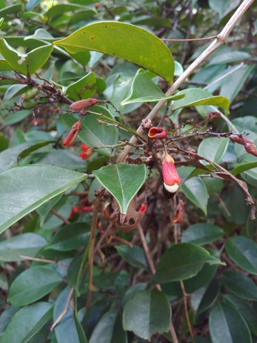 Juan caliente (Rourea surinamensis)