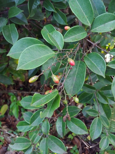Juan caliente (Rourea surinamensis)