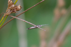 Plutellidae