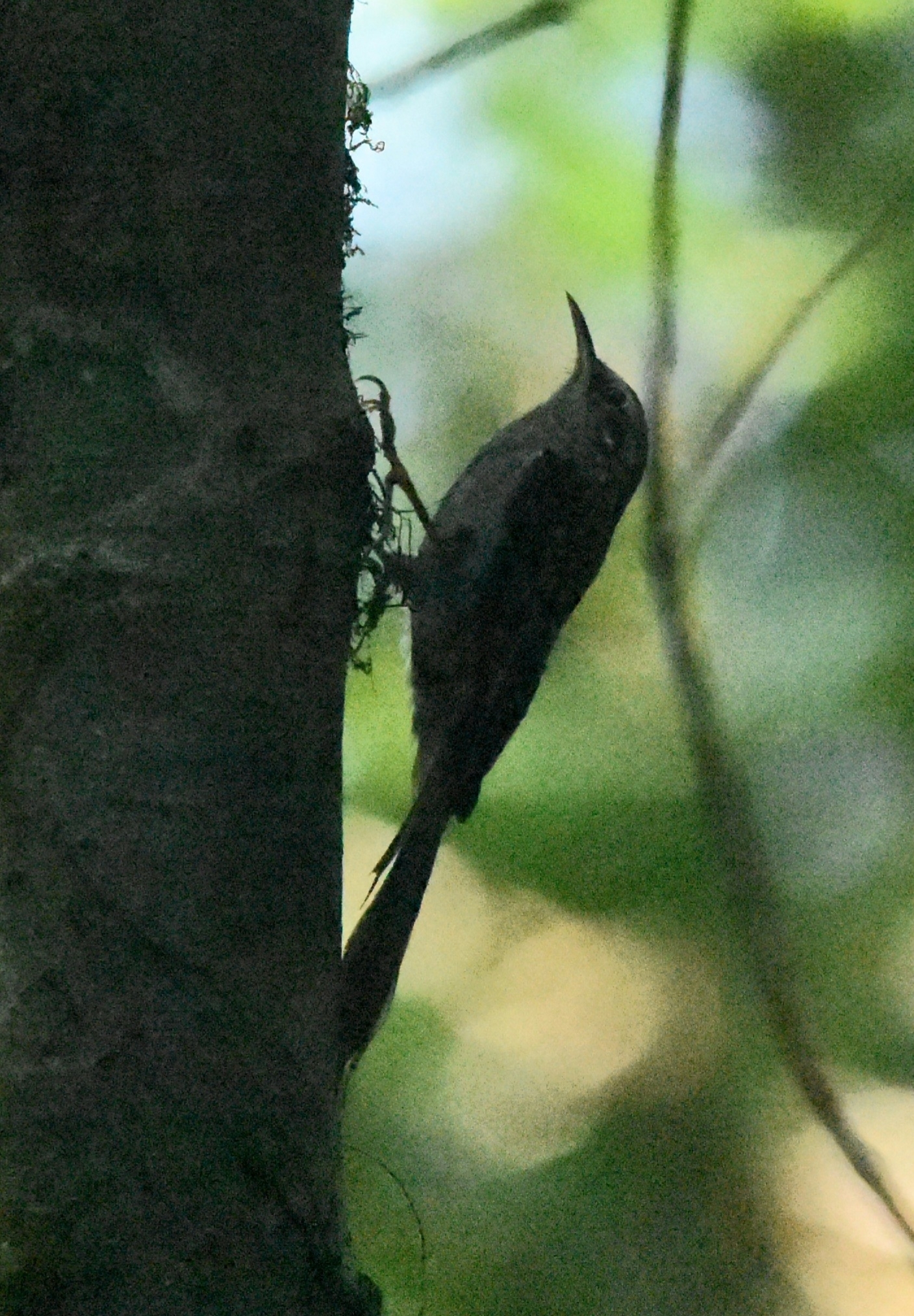 Hume's Treecreeper