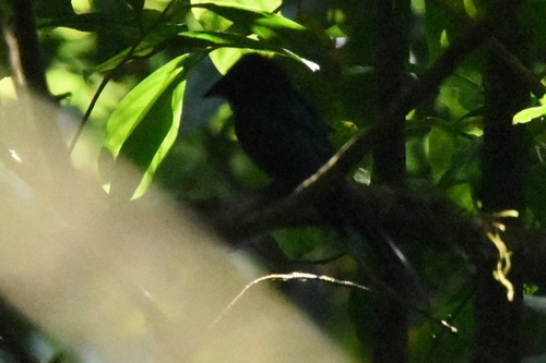 Lesser Racket-tailed Drongo (Dicrurus remifer), photo 5