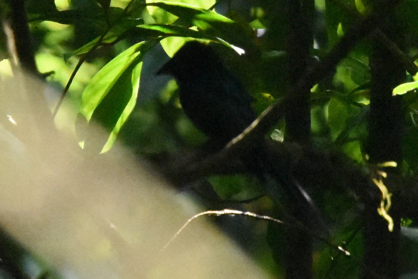 Lesser Racket-tailed Drongo (Dicrurus remifer), photo 4