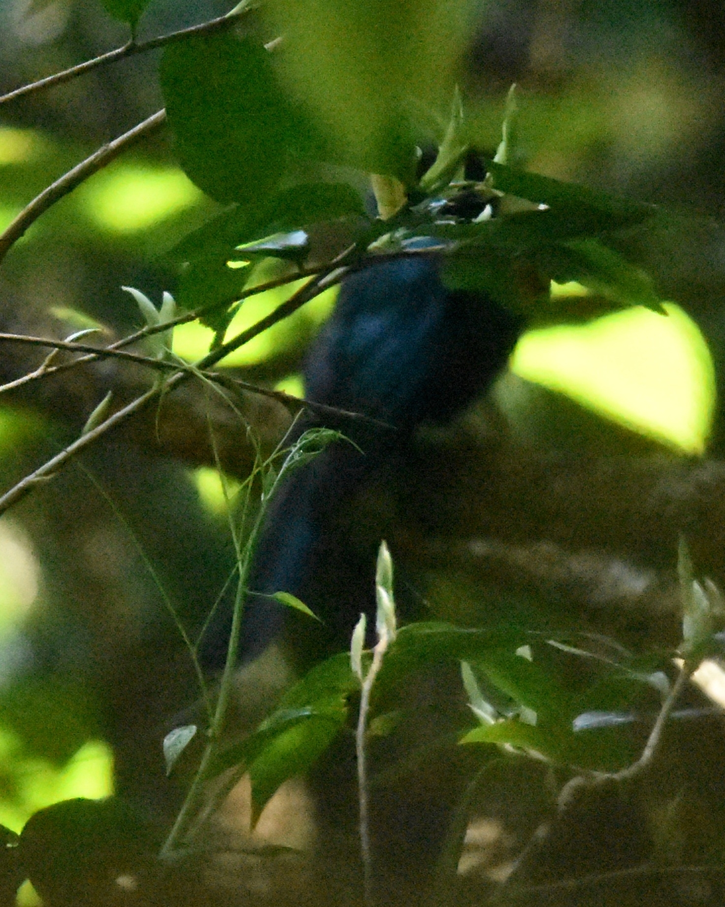 Lesser Racket-tailed Drongo (Dicrurus remifer), photo 5