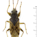 Remaudiereana nigriceps - Photo 由 Claas Damken 所上傳的 (c) Claas Damken，保留部份權利CC BY-SA