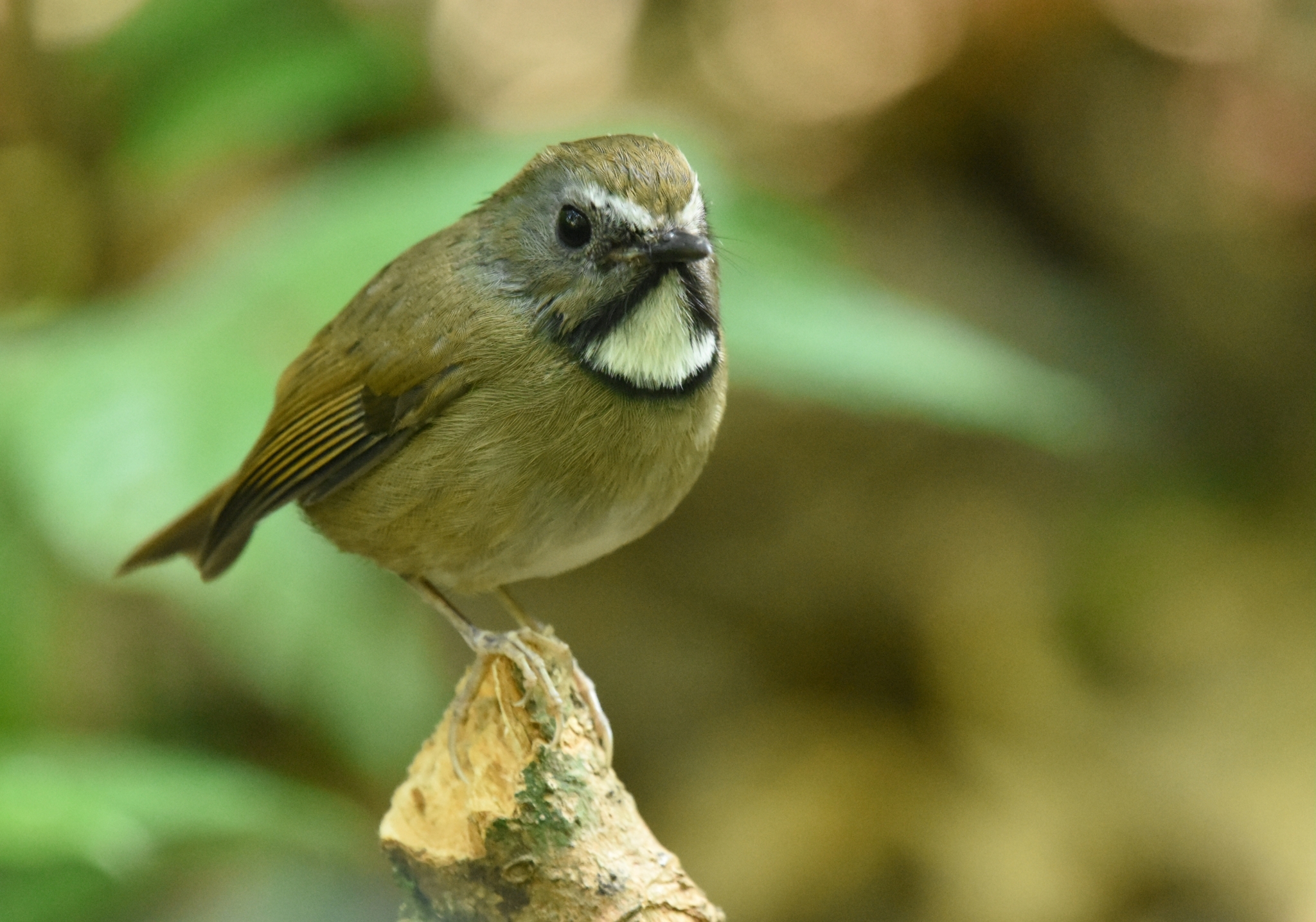 White-gorgeted Flycatcher (Anthipes monileger), photo 5