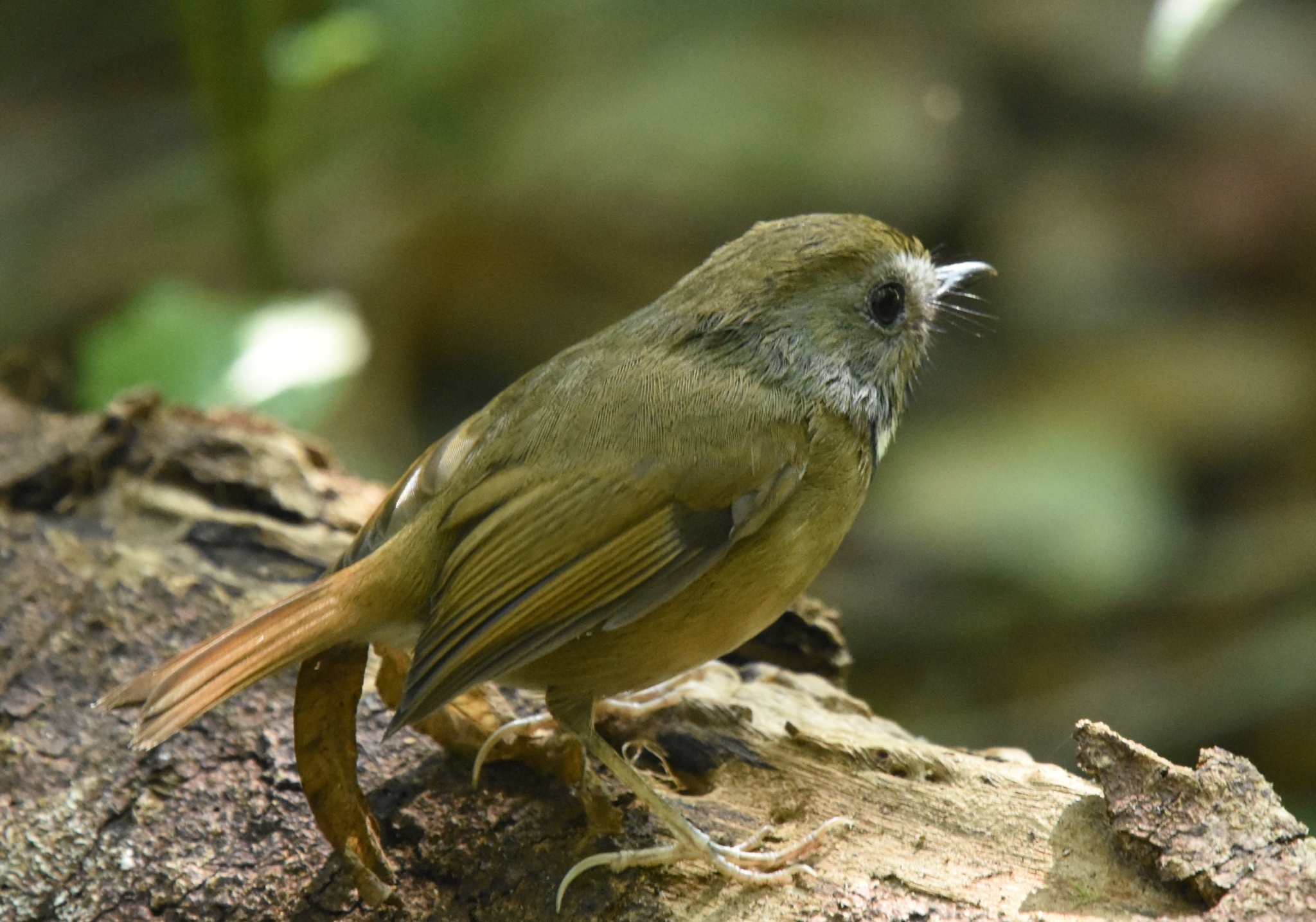 White-gorgeted Flycatcher (Anthipes monileger), photo 6