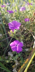 Phlox glabriflora