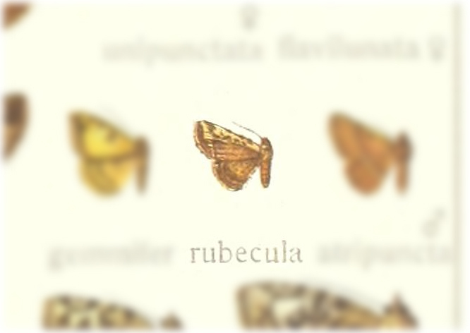 Corgatha rubecula