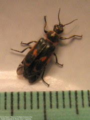 Astylus cyanerythrus