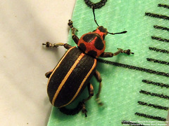 Eudiagogus episcopalis