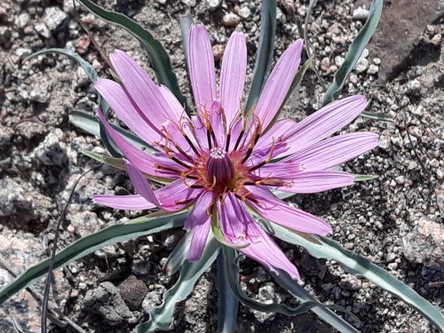 Tragopogon marginifolius