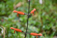 Salvia stolonifera