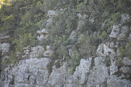 Encephalartos trispinosus, photograph 4