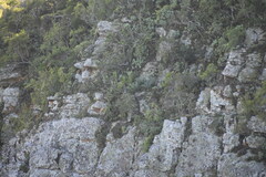 Encephalartos trispinosus, photograph (c) Justin Ponder, some rights reserved (CC BY)
