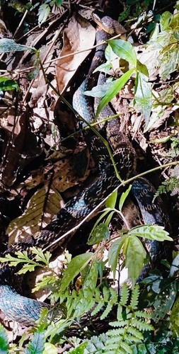 Eastern Trinket Snake