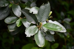 Cercocarpus macrophyllus