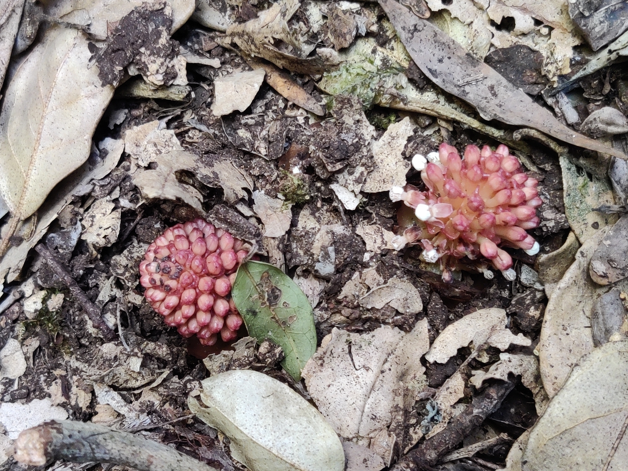 Imagem de Flor-de-cera